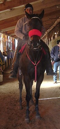 Thoroughbred Horse For Sale