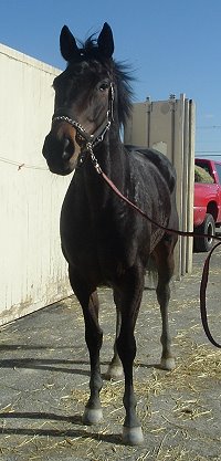 Thoroughbred Horse For Sale