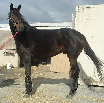 Thoroughbred Horse For Sale