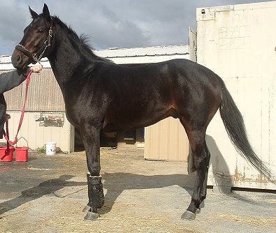 Thoroughbred Horse For Sale