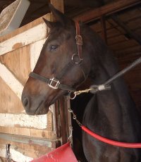 Thoroughbred Horse For Sale