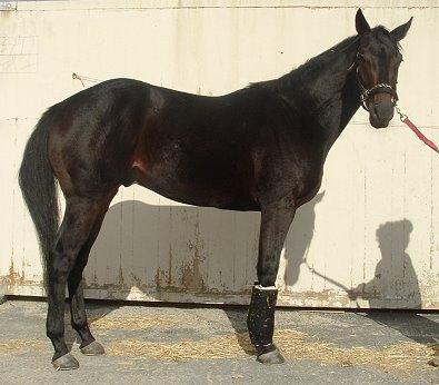 Thoroughbred Horse For Sale