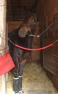 Thoroughbred Horse For Sale