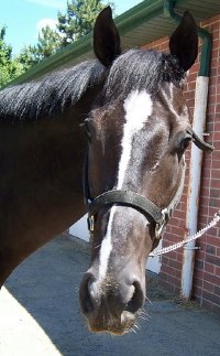 Thoroughbred Horse For Sale