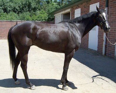 Black Thoroughbred Horse For Sale