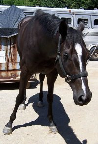 Thoroughbred Horse For Sale