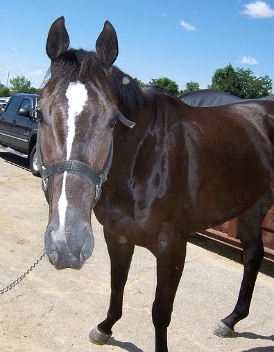Black Thoroughbred Horse For Sale