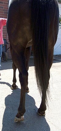Thoroughbred Horse For Sale