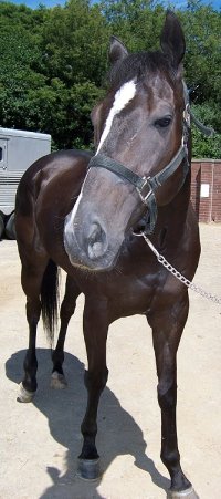 Thoroughbred Horse For Sale
