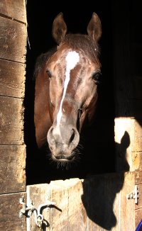 Judging Dreams has made it home to Auburn, Maine