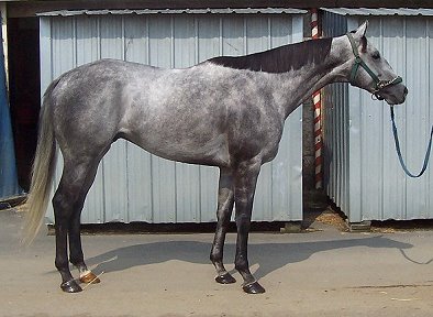 Thoroughbred Horse For Sale