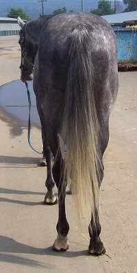 Thoroughbred Horse For Sale