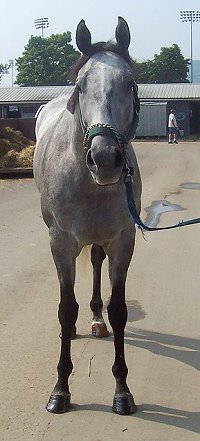Thoroughbred Horse For Sale