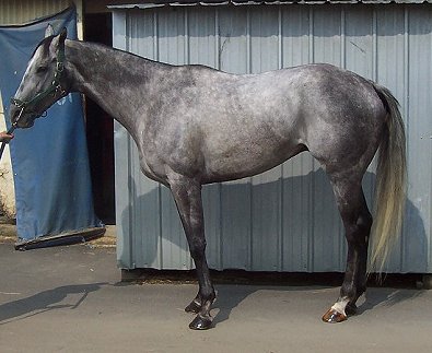 Thoroughbred Horse For Sale