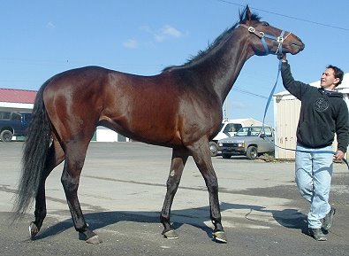 Thoroughbred horse for sale. Please call for more information. We do not give prices by e-mail.