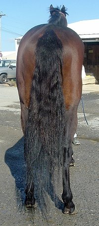 "King" is a beautiful dark bay four year old, 16.2 hands high gelding.