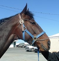 Thoroughbred horse for sale. Please call for more information. We do not give prices by e-mail.