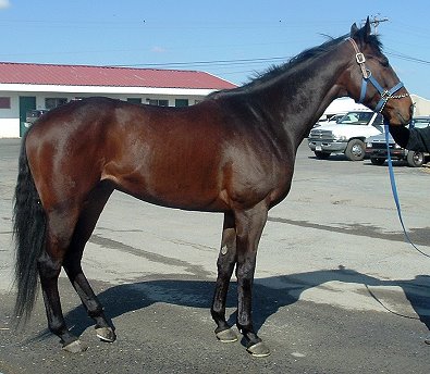 Thoroughbred horse for sale. Please call for more information. We do not give prices by e-mail.