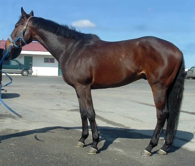 Thoroughbred horse for sale. Please call for more information. We do not give prices by e-mail.
