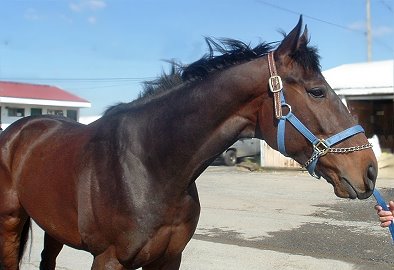 Thoroughbred horse for sale. Please call for more information. We do not give prices by e-mail.