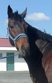 "King" is a beautiful dark bay four year old, 16.2 hands high gelding.