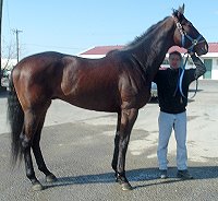 "King" is 16.2 hands tall and still growing. He will be close to 17 hands when he is done growing.