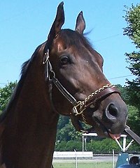 Thoroughbred Horses For Sale