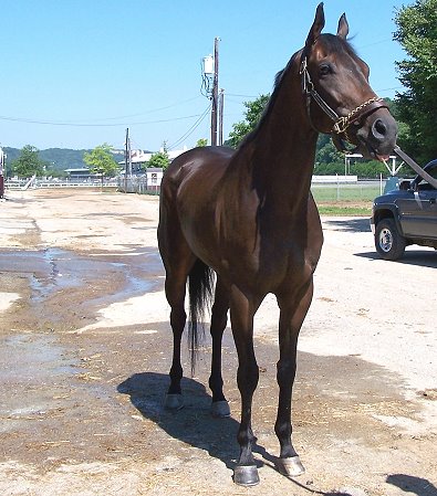 Thoroughbred Gelding For Sale