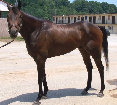 Thoroughbred Horse For Sale