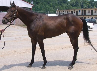 Thoroughbred Horse For Sale