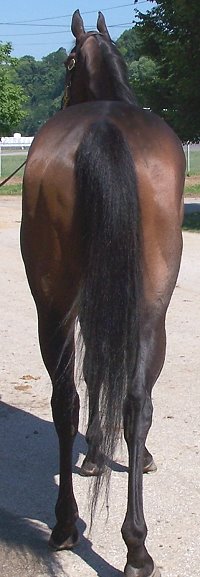 Thoroughbred Horse For Sale