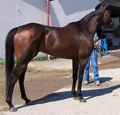 Bay Thoroughbred Horse For Sale