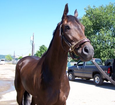 Bay Thoroughbred Horse For Sale