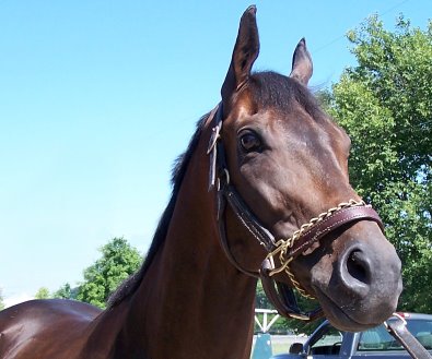 Bay Thoroughbred Horse For Sale