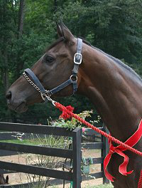OTTB - K O River Crossing will be boarding at Bits & Bytes Farm. July 23, 2007
