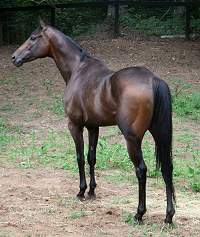 K O River Crossing has made it off-the-track and he is starting a new career as a sport horse. July 23, 2007