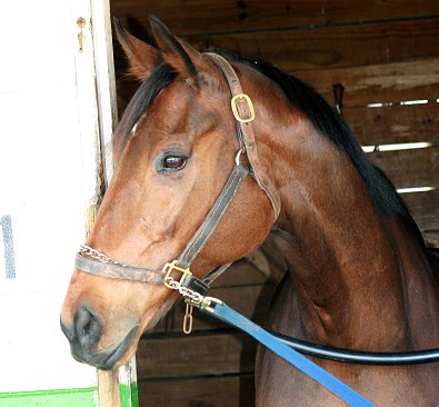 "Lightbulb" is one of our new Prospect Horses. He has the "Look of Eagles." 