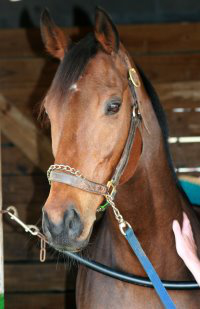 "Lightbulb" is a nine year-old, almost 17 hand, bay gelding.