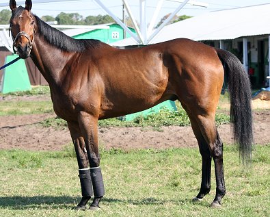 Thoroughbred horse for sale. Please call for more information. We do not give prices by e-mail.