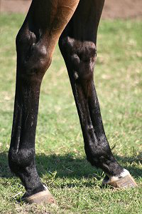 Thoroughbred horse for sale. Please call for more information. We do not give prices by e-mail.