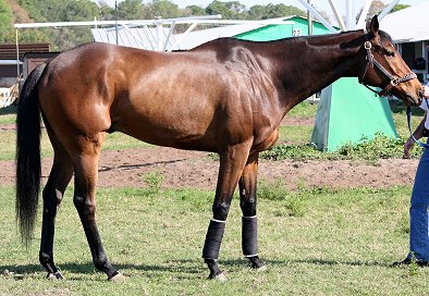 Thoroughbred horse for sale. Please call for more information. We do not give prices by e-mail.
