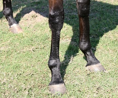 Thoroughbred horse for sale. Please call for more information. We do not give prices by e-mail.