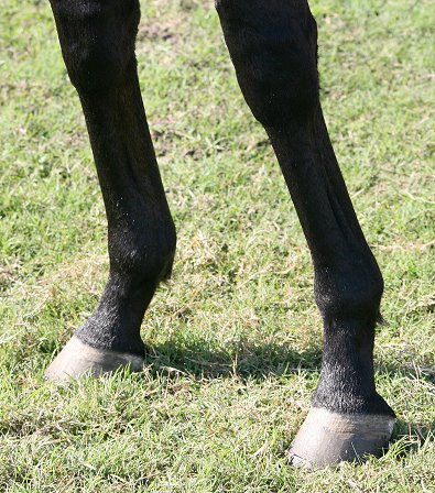 Thoroughbred horse for sale. Please call for more information. We do not give prices by e-mail.