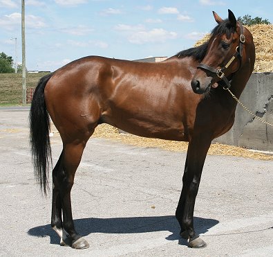 Little Silic was a Prospect Horse For Sale in August 2007 