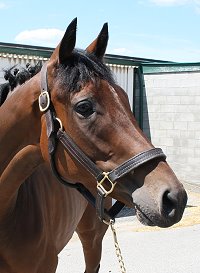 Little Silic was a Prospect Horse For Sale in August 2007 