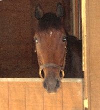 Little Silic at home in Long Island. September 2007. 