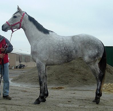 Thorougbred horse for sale - grey filly.