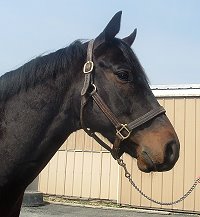 Thoroughbred horse for sale. Please call for more information. We do not give prices by e-mail.