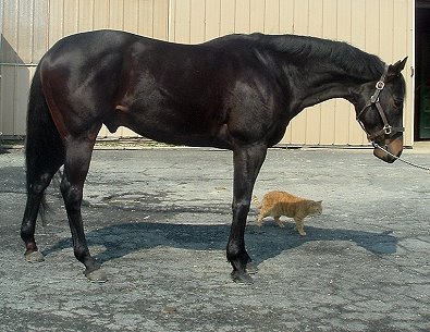 "Mark" is a beautiful black gelding. He is five years old and stands at about 16.2hh