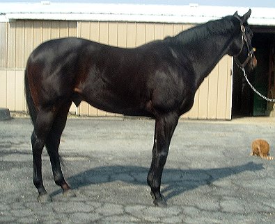 Thoroughbred horse for sale. Please call for more information. We do not give prices by e-mail.